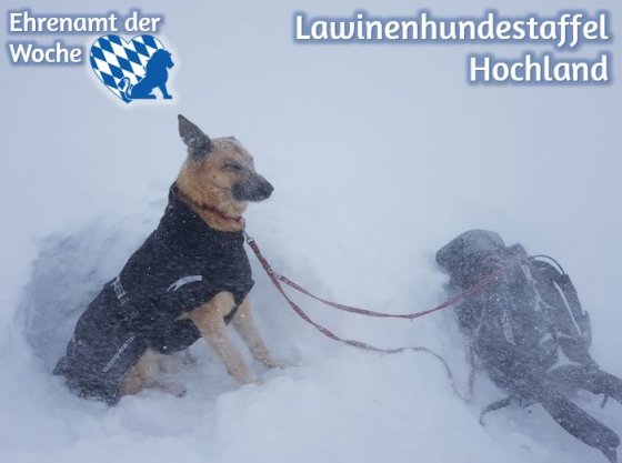 Hund im Schnee